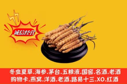 常州新北区名酒回收冬虫夏草.jpg